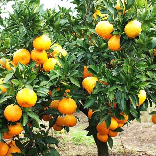 GCGC黄金城集团-官网