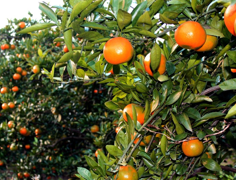 c0348f2cd5ca905e723b3f04ee451581